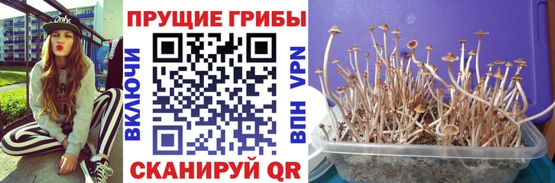 Галлюциногенные грибы MAGIC MUSHROOMS  Духовщина 